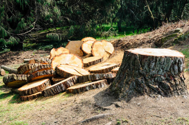 How Our Tree Care Process Works  in  Eielson Af, AK